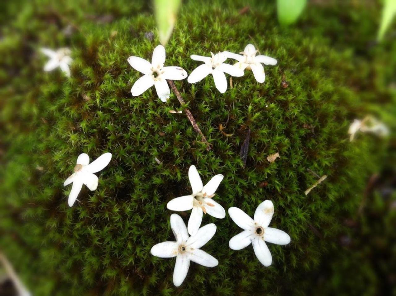 Pension Wildflowers Tateshina (Kitasaku) Exterior foto