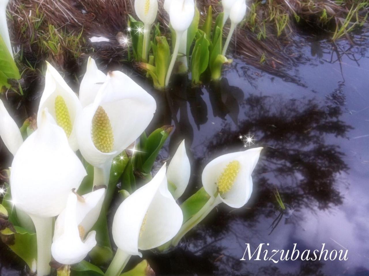 Pension Wildflowers Tateshina (Kitasaku) Exterior foto